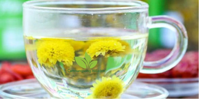 Uống hoa cúc khô có tác dụng gì